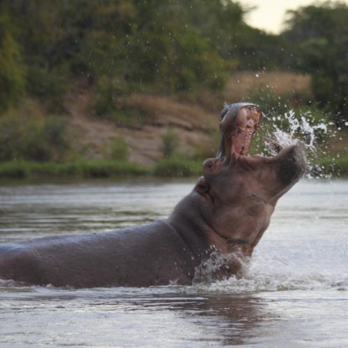 Selous Game Reserve (5) Selous Game Reserve (5)